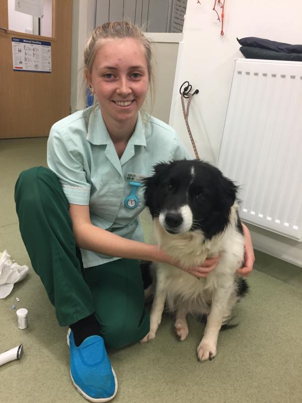 Milly's Day at St Boniface Vets St.Boniface Veterinary Clinic